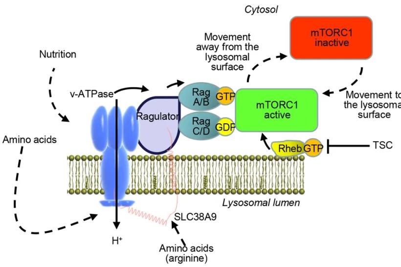 Targeting the mTOR Signaling Pathway Utilizing Nanoparticles A Critical Overview.png