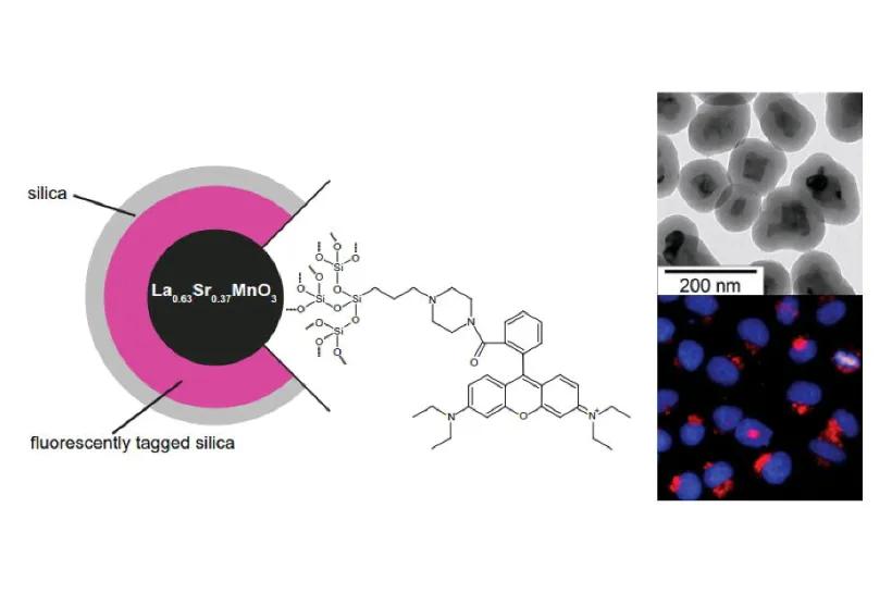 Fluorescent_magnetic_nanoparticles_cascade.png