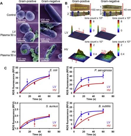 The interplay between biological and physical scenarios of bacterial death induced by non-thermal plasma