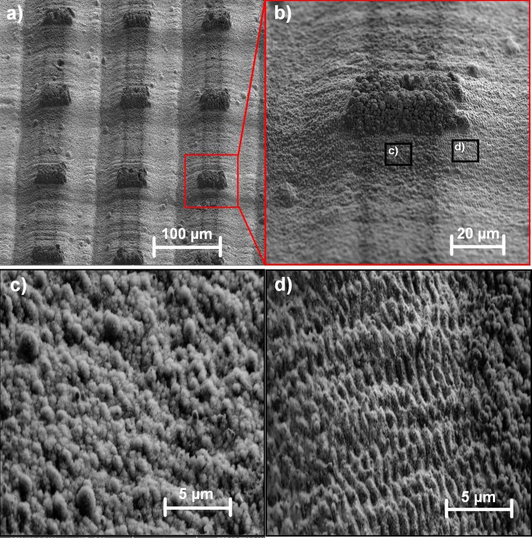 Lamellar and lotus leaf papillae like structures covered with nanoscale protrusions