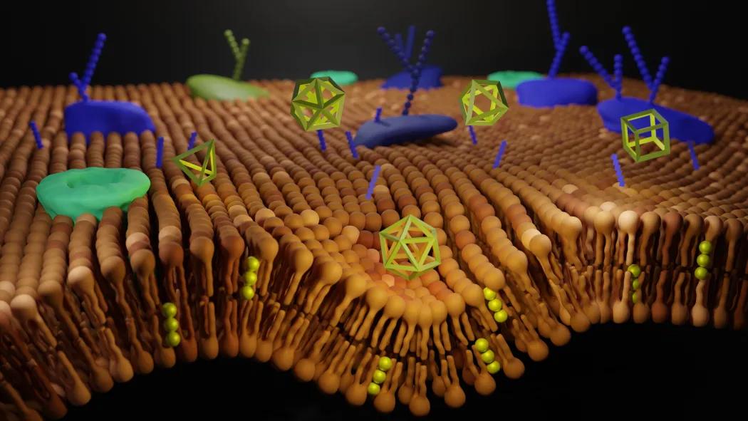 Průnik DNA nanostruktur do živé buňky